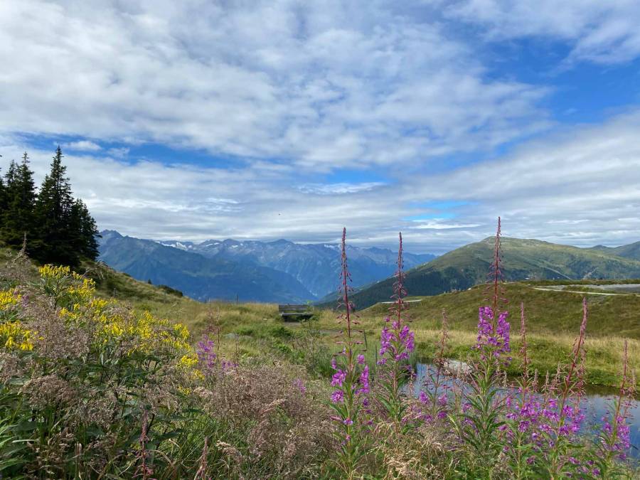 Blumen - Alm